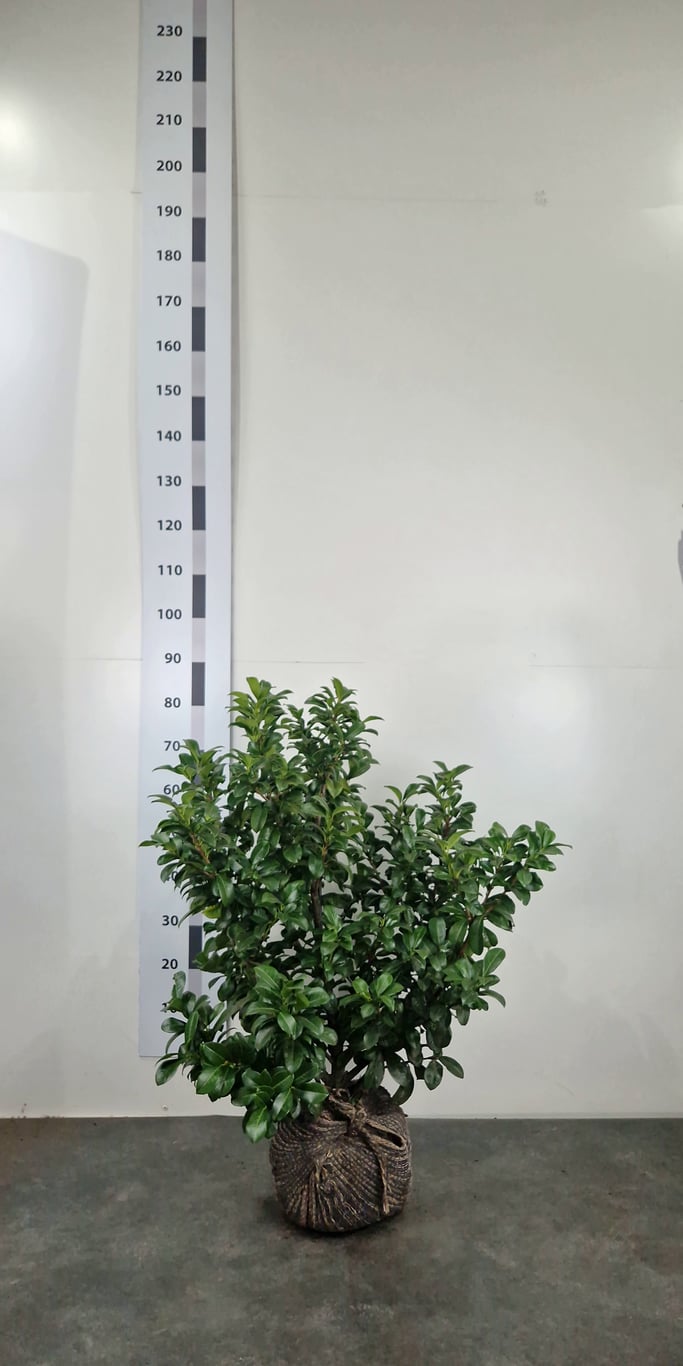 Prunus l. 'Ani' - 80-100 CM RB